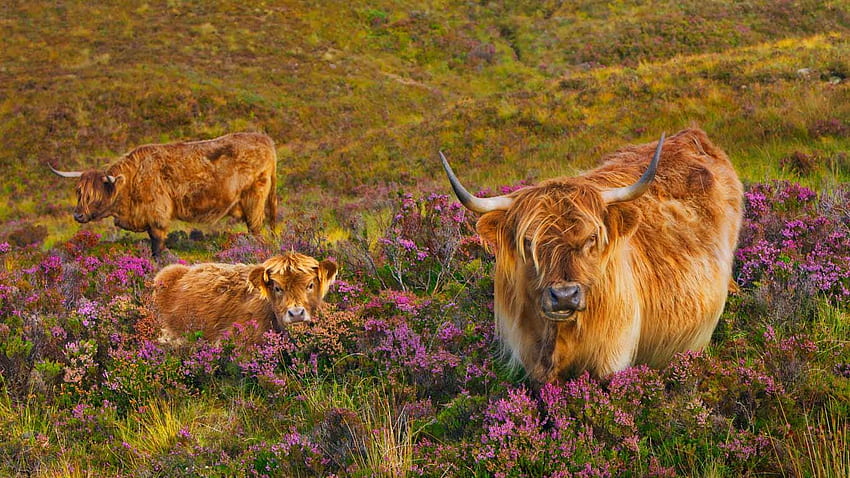 Highland cattle in a field of heather on the Isle of Skye, Scotland - Bing, Highland Cow HD wallpaper