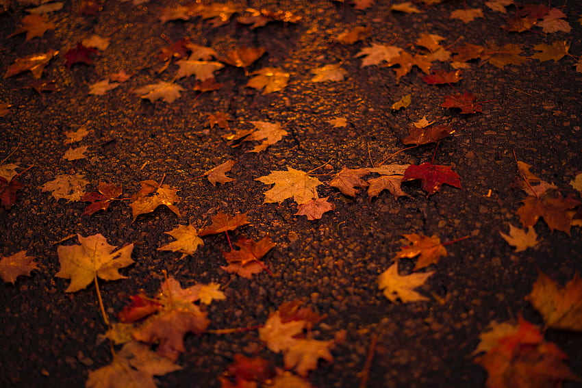 Autumn, orange, maple leaf HD wallpaper