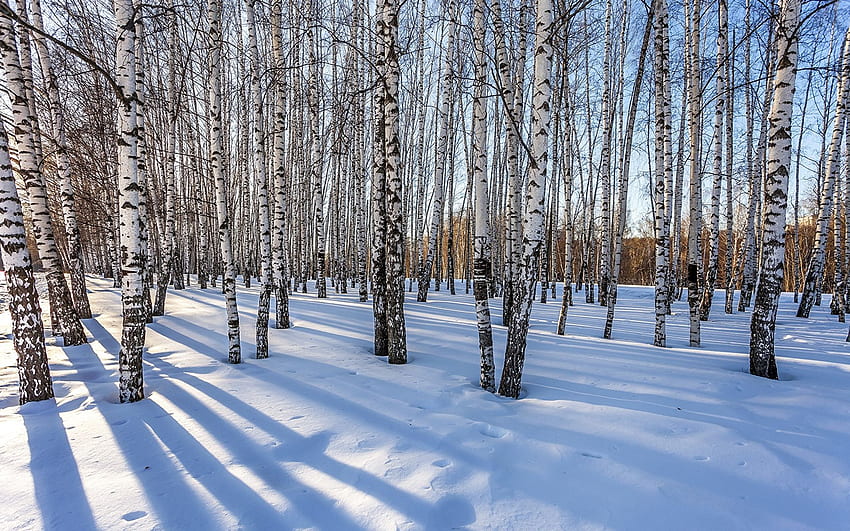 Russia Birch Nature Winter Snow Trees Seasons HD wallpaper