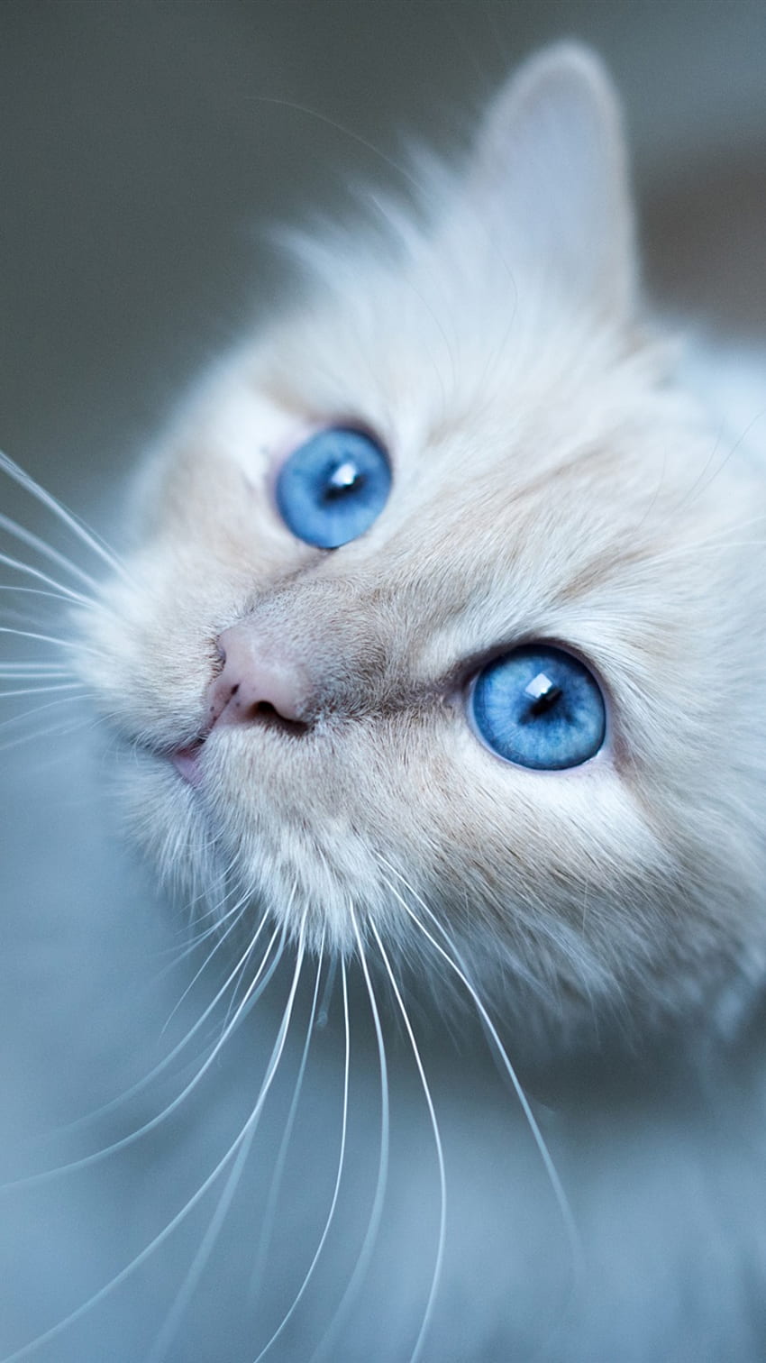 Visage de chat mignon, yeux bleus iPhone X 8, 7, 6, 5, 4, 3GS, Kawaii Cat Face Fond d'écran de téléphone HD