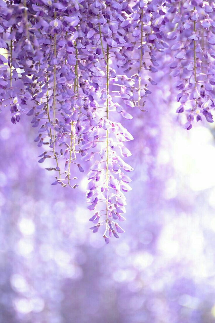 Ț Purple Flower Aesthetic, Light Purple Flower HD phone wallpaper
