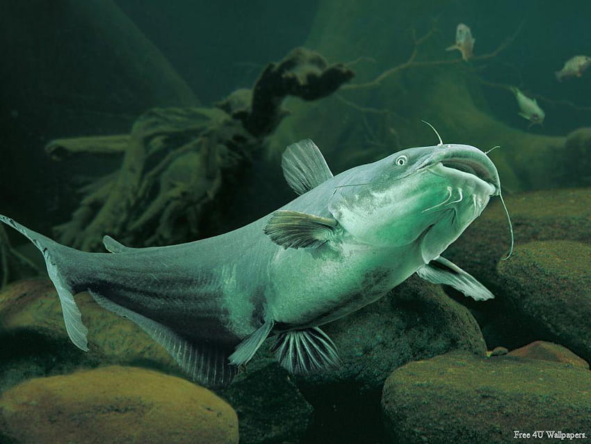 Underwater-70, vie océanique, poissons, sous la mer, mammifères Fond d'écran HD