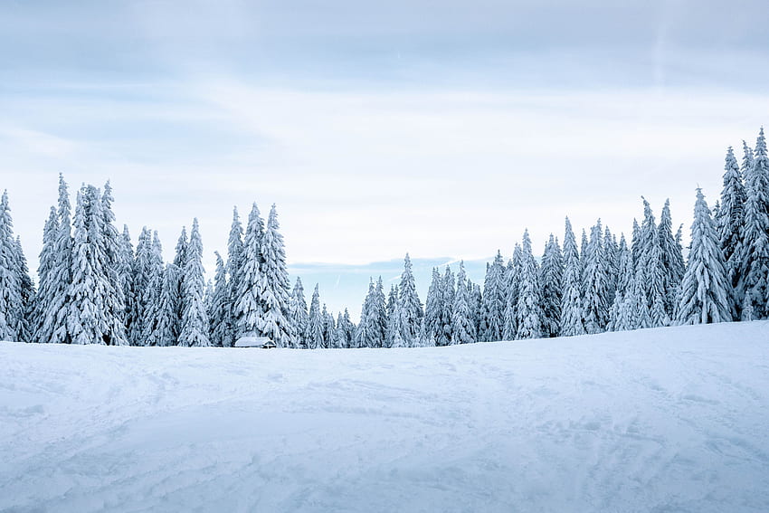 Зима, природа, дървета, сняг, покрити със сняг, заснежени, зимен пейзаж HD тапет