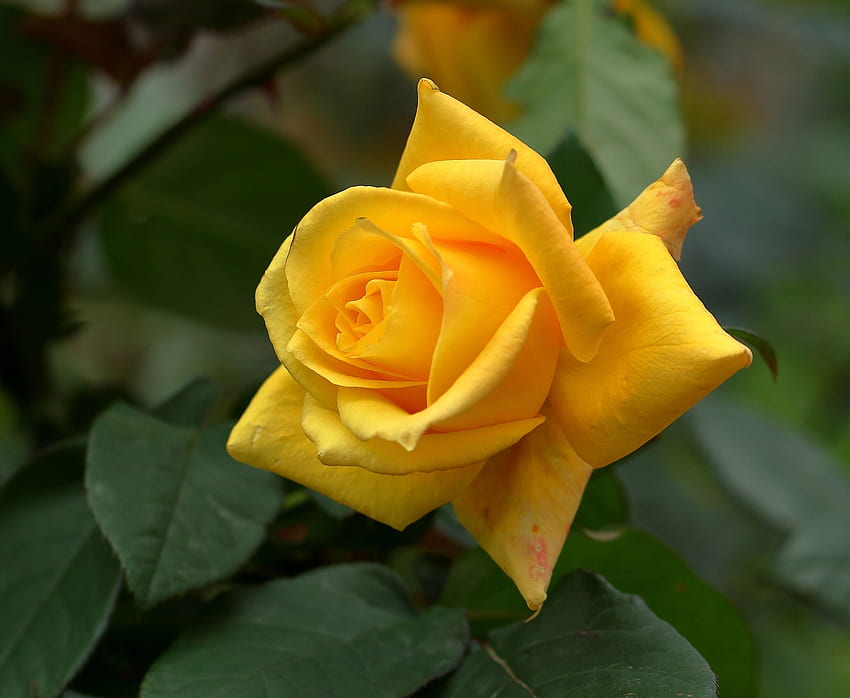 Yellow rose, rose, green, yellow, flower, trandafir HD wallpaper
