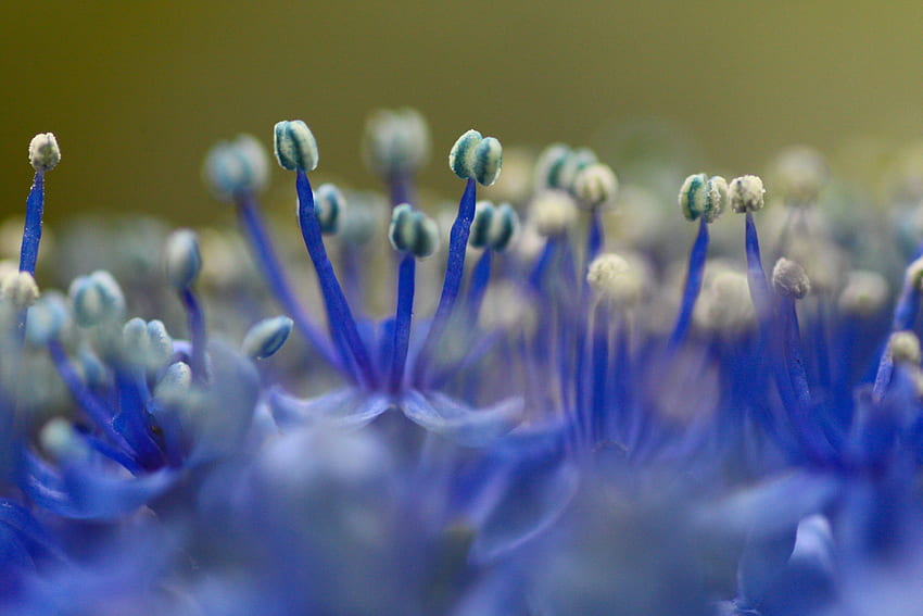 Close Up Blue Flower Pollen Hd Wallpaper Pxfuel