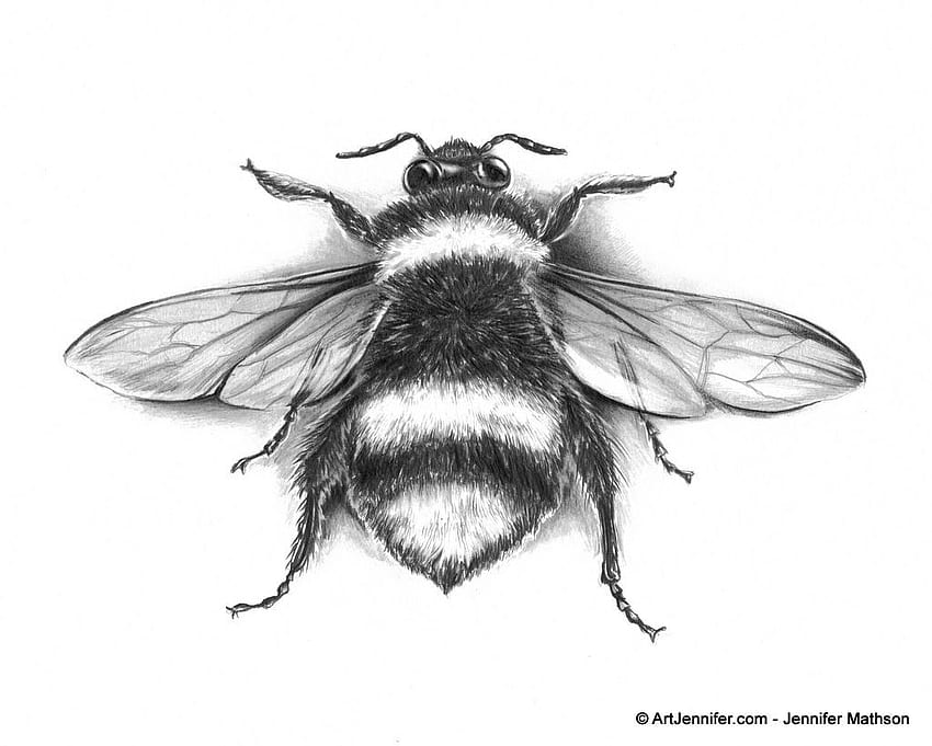 Honey Bee Drawing Capturing the Beauty and Detail of these Essential  Pollinators