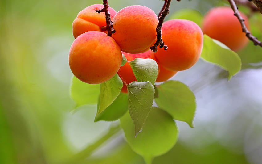 abricots, fruits, abricots sur une branche, abricotier, été, arrière-plan avec abricots Fond d'écran HD