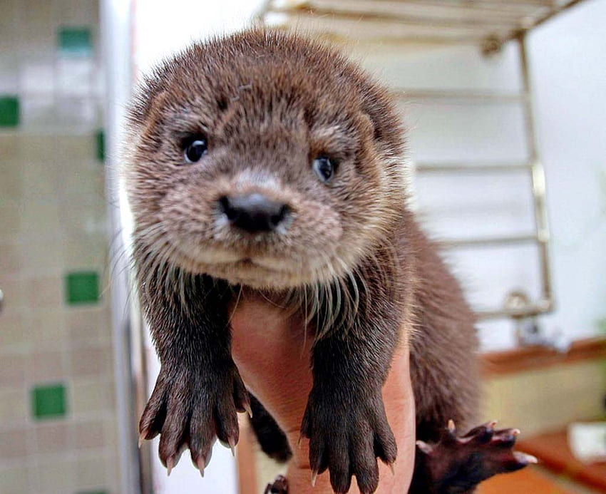 Cute Baby Otters Background [] for your , Mobile & Tablet. Explore Cute Otter . Cute Otter , Cute Otter , Otter HD wallpaper
