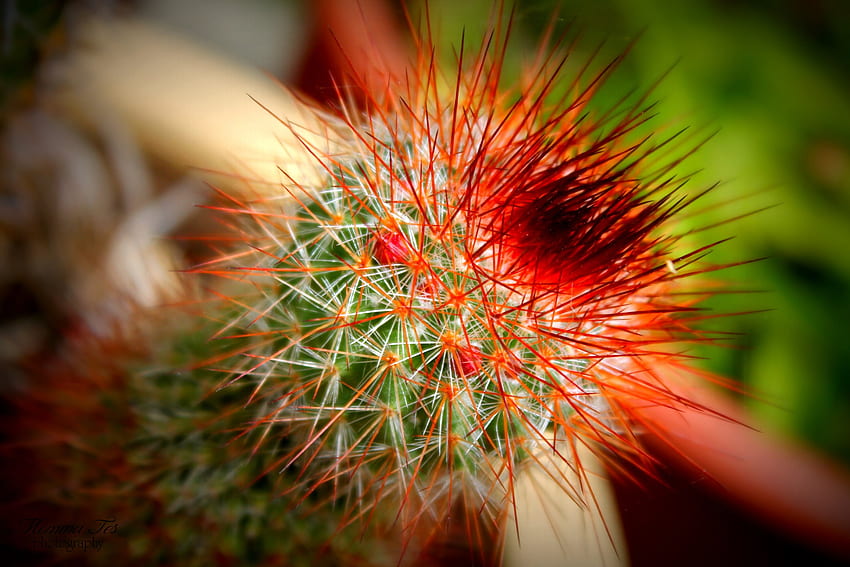 Kaktus, Wüste, Pflanze, Grafik HD-Hintergrundbild