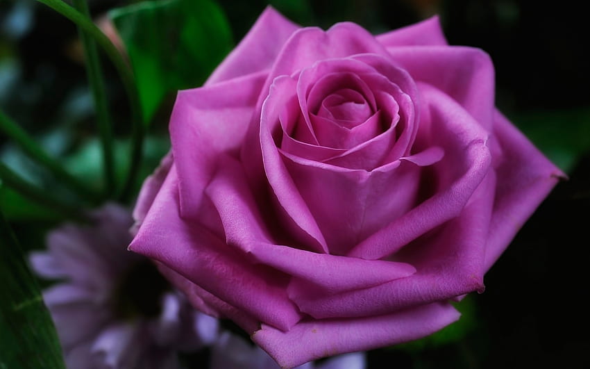 Pure Pink Rose, rose, pink, petals, nature, flowers HD wallpaper