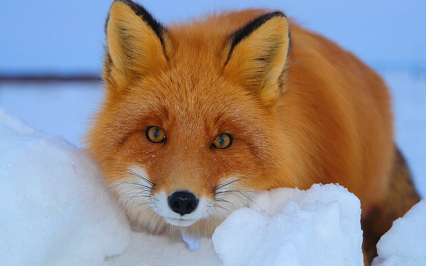 Cute Red Fox Fox with a red fox [] for your , Mobile & Tablet. Explore Kawaii Fox . Fox Racing , Fox Racing HD wallpaper