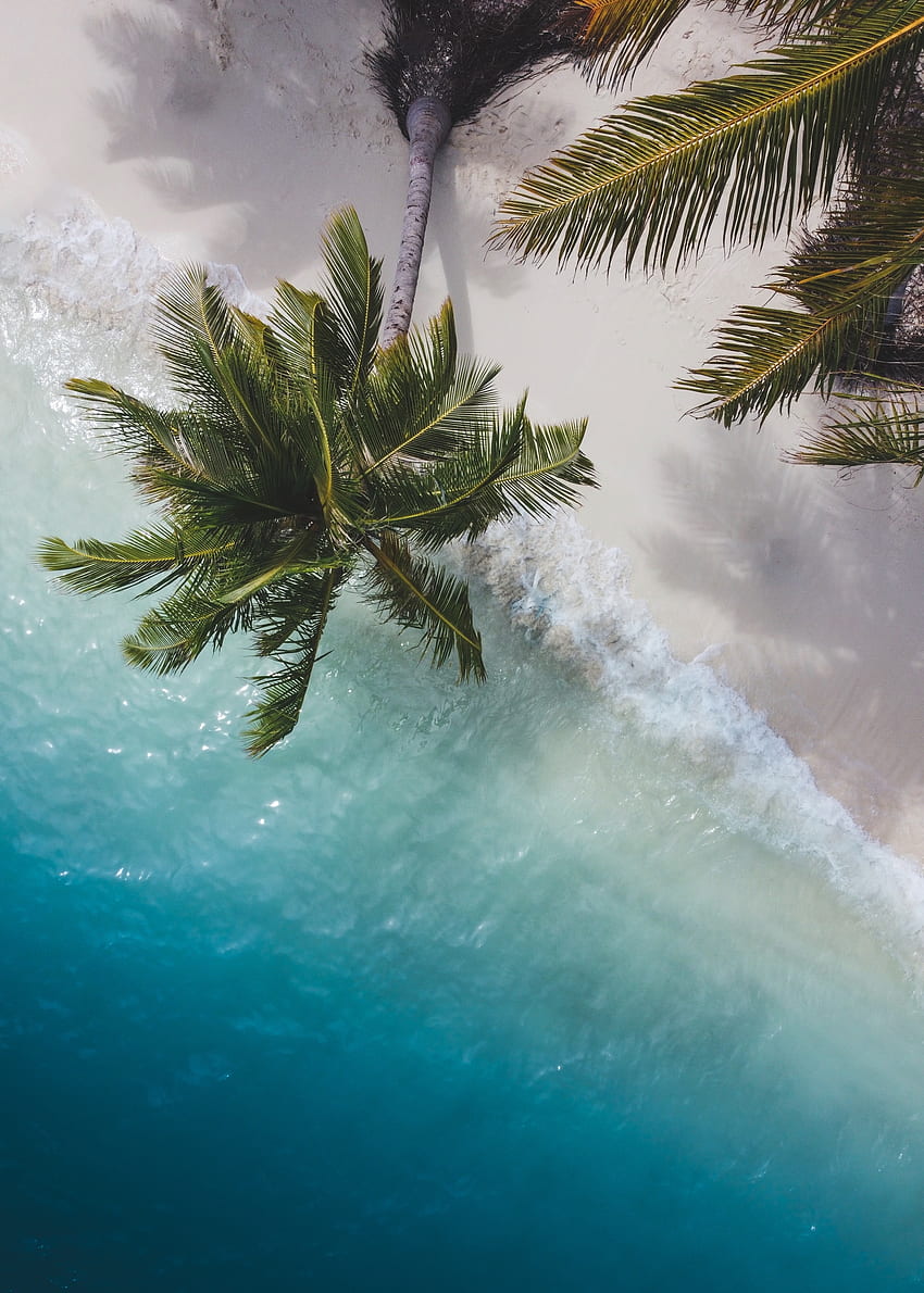 Palm tree, beach HD phone wallpaper