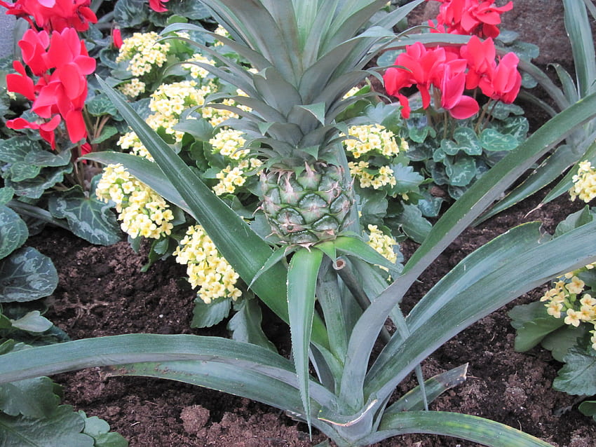 roślina ananasa w moim ogrodzie, grafika, ogród, Cyklamen, ananas, roślina, zielony, żółty, czerwony, Kwiaty Tapeta HD