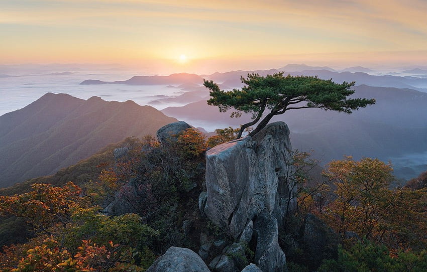clouds, landscape, mountains, nature, tree, dawn, morning, Korea, pine, reserve, bonsai for , section пейзажи HD wallpaper