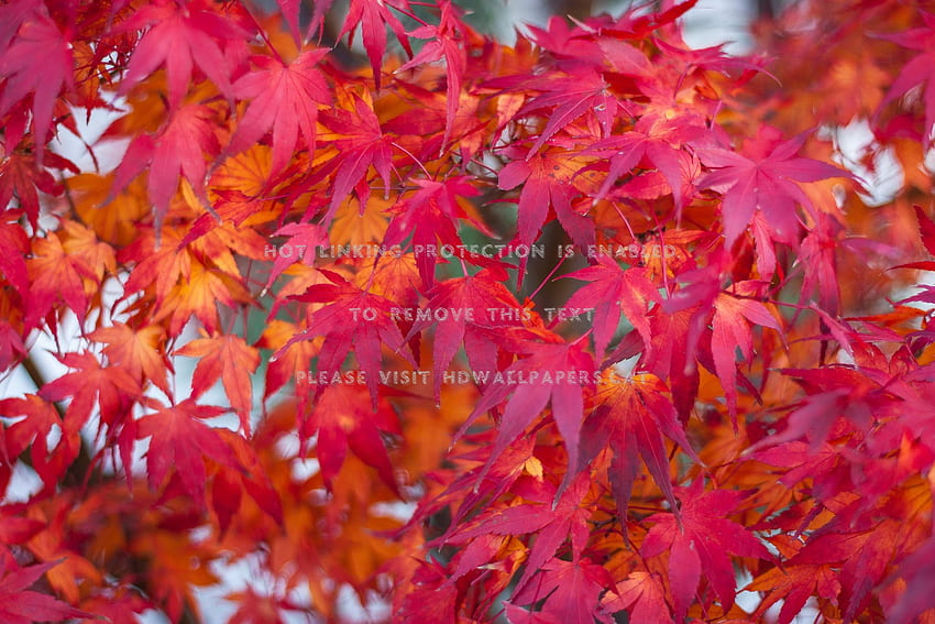 autumn leaves red japanese maple fall HD wallpaper