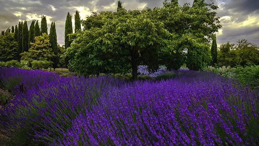 Bunga Lavender Ungu Pohon Hijau Semak Awan Putih Bunga Latar Belakang Langit Biru Wallpaper HD