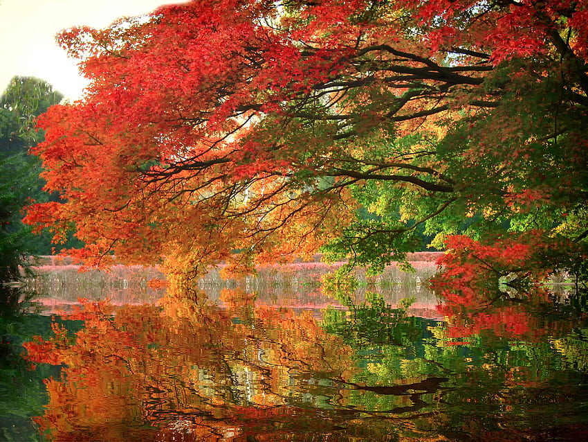Autumn trees, Branch, Reflection, Autumn, Trees HD wallpaper | Pxfuel