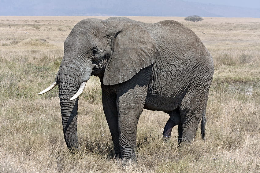 Elefant, Stoßzahn, Tier, Dickhäuter HD-Hintergrundbild