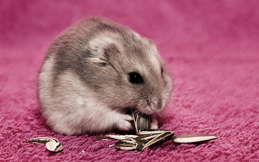 *** Hamster ***, animal, hamster, seeds, animals HD wallpaper