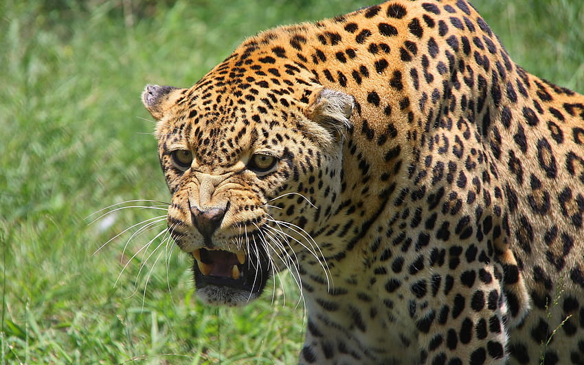 Animali, Leopardo, Aggressività, Sorriso, Muso, Predatore, Grande Felino Sfondo HD