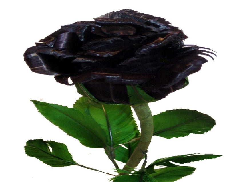 MY LOVELY BLACK ROSE, nature, wild, life, beauty HD wallpaper