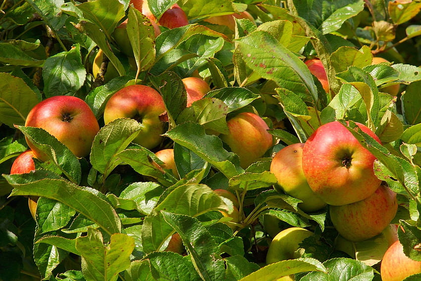 apel, pohon apel, tutup, makan, makanan, buah, buah-buahan, taman, sehat, kernobstgewaechs, akhir musim panas, daun, matang, pohon, vitamin . Buah apel, pohon apel, buah Wallpaper HD