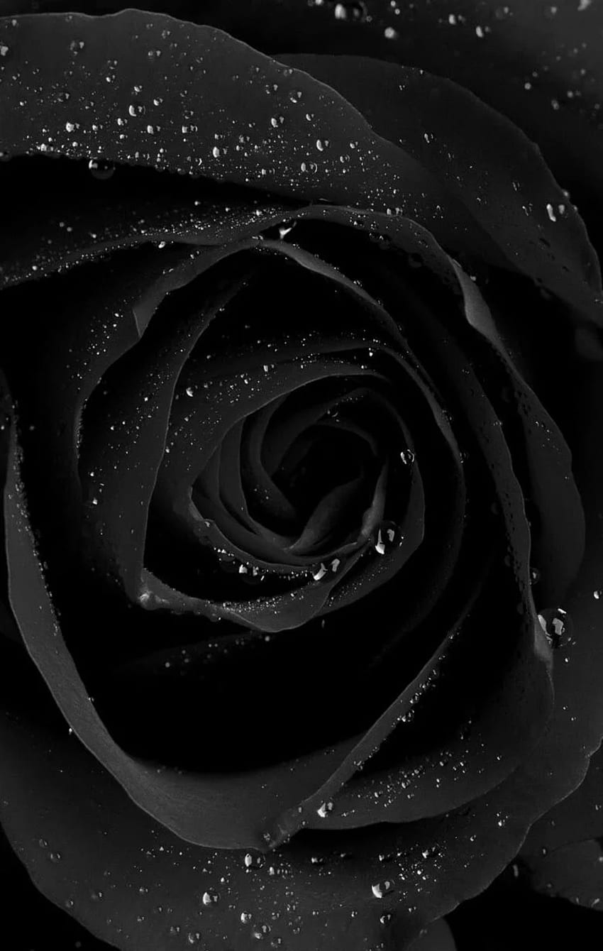 Phone background black rose glitter gothic. A little bit, Cool Phone HD phone wallpaper