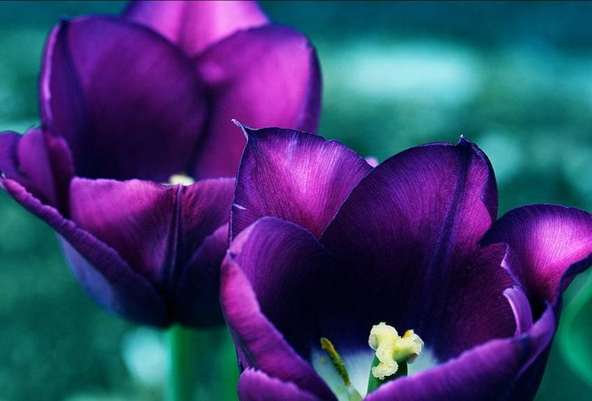 Blume, lila, abstrakt HD-Hintergrundbild