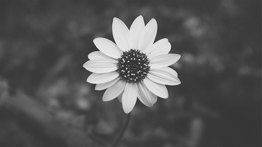 100 Black And White Aesthetic Pc Wallpapers  Wallpaperscom
