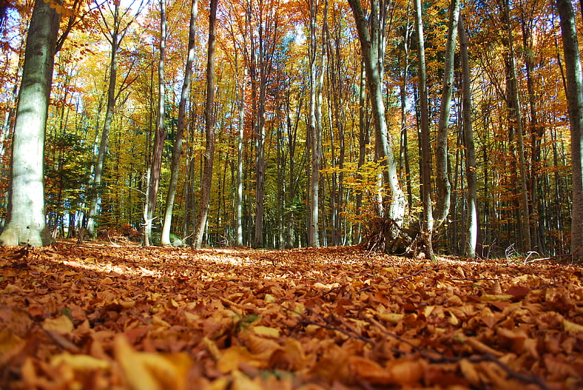 A forest, autumn, colorfull, leaves, forest HD wallpaper
