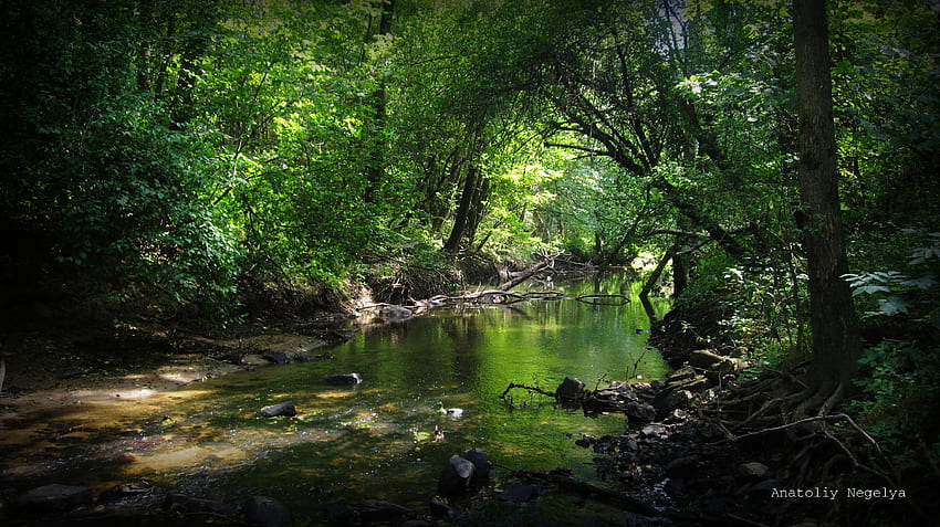 ธรรมชาติ, แม่น้ำ, หิน, ป่า, พุ่มไม้, พุ่มไม้, Anatoliy Negelya วอลล์เปเปอร์ HD