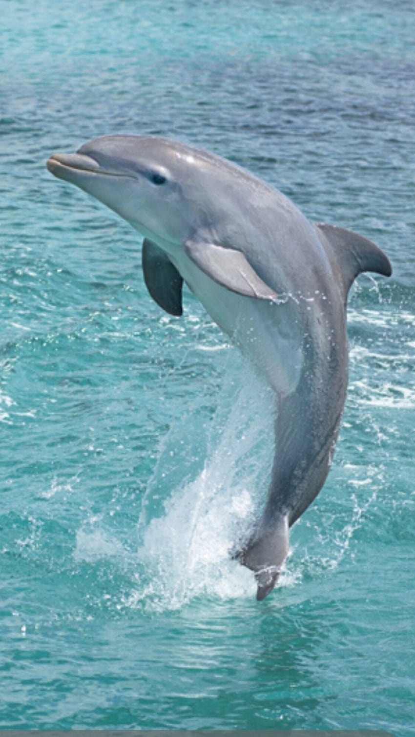 Delfin, Śliczna Delfin Ryba Tapeta na telefon HD