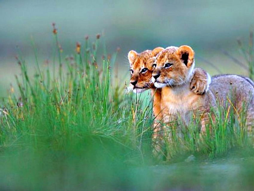 Lion Cub Best Lion Cub ที่สวยที่สุด [] สำหรับมือถือและแท็บเล็ตของคุณ สำรวจลูกสิงโต สิงโต ลูกสิงโตน่ารัก วอลล์เปเปอร์ HD