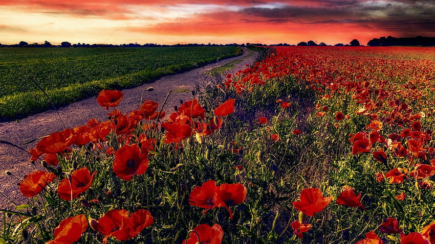 Sunset Over Poppy Field, sky, flowers, blossoms, colors, landscape, clouds HD wallpaper