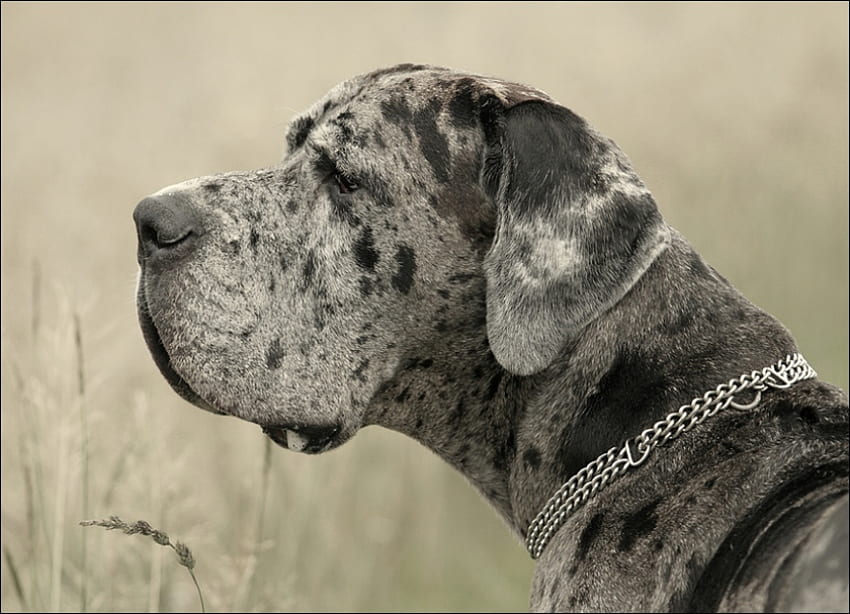 BIGGG DOGGG, dog, gray, big, canine, pet HD wallpaper