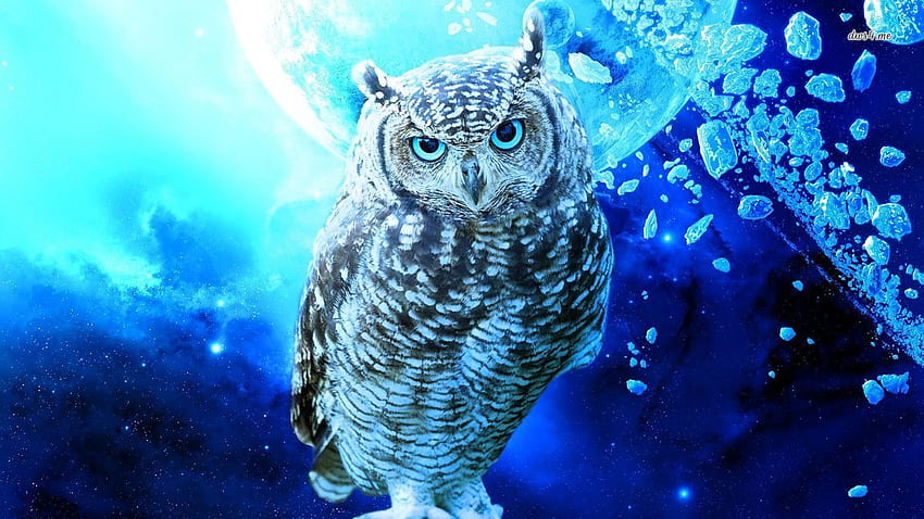 Owl and Background, Cool Owl HD wallpaper