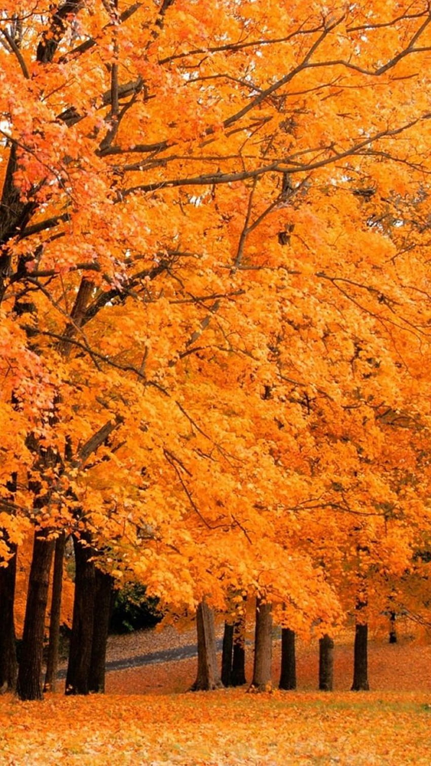 Jesienny Liść Klonu. Drzewny iphone, Jesień, Liście iphone, Liść pomarańczy Tapeta na telefon HD