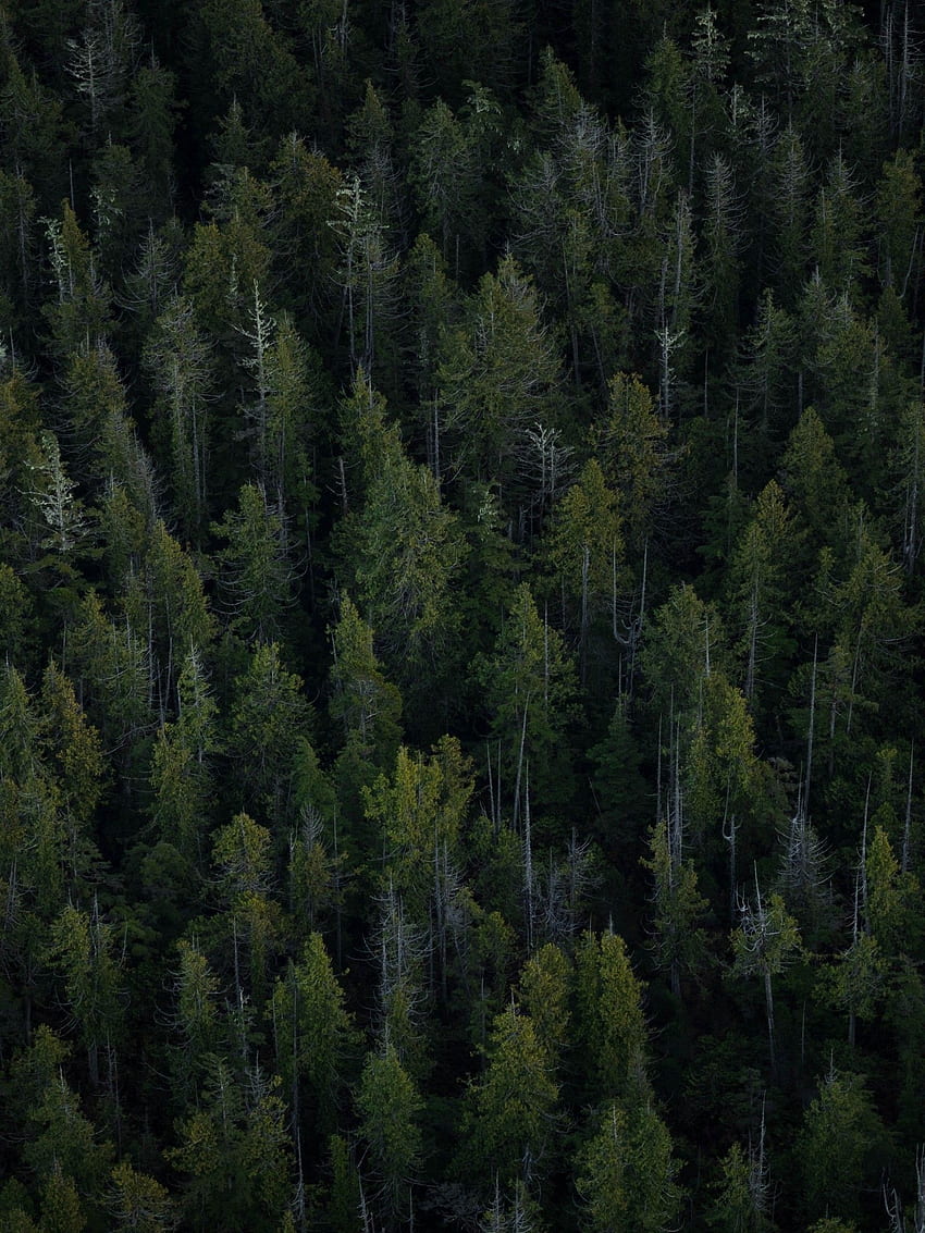Bäume, Draufsicht, Wald für Apple iPad Mini, Apple iPad 3, 4 HD-Handy-Hintergrundbild