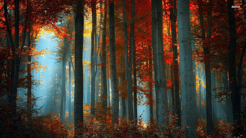Есенна гора - Природа, Есенна горска нощ HD тапет