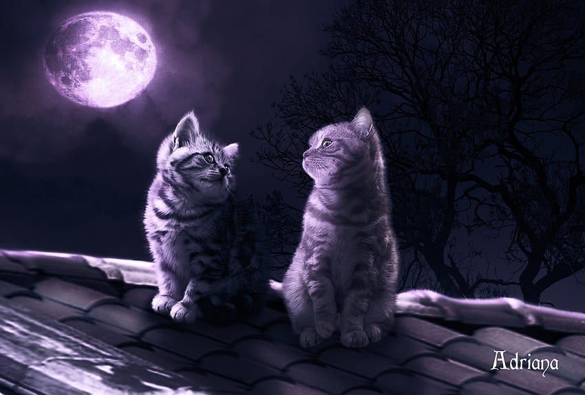 chiaro di luna, notte, gattino, animale, carino, gatto, adriana madrid, pisica, tetto, rosa, luna, coppia, luna, luminos Sfondo HD