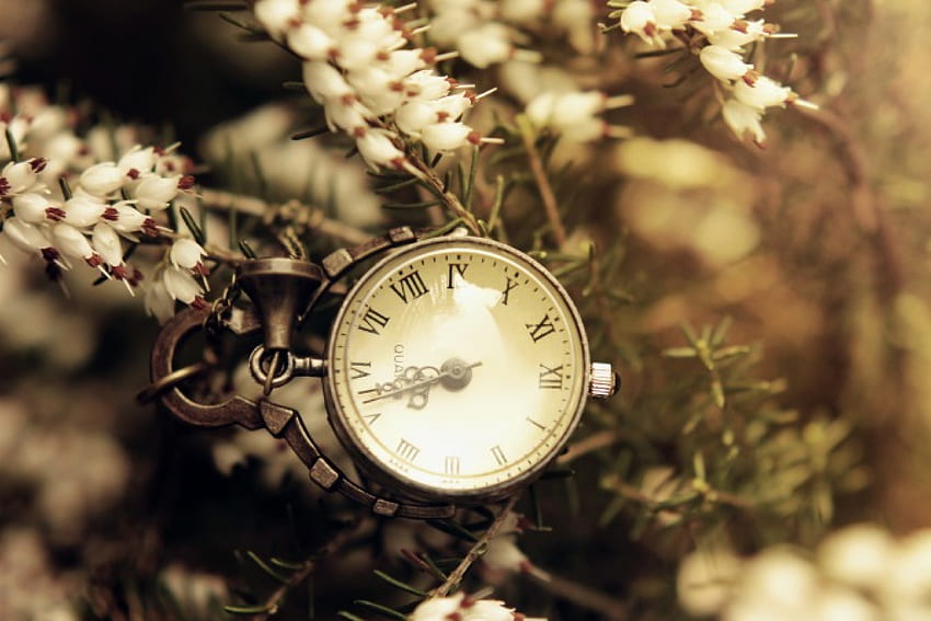 Time Nature, branches, times, needles, flowers, quadrant HD wallpaper