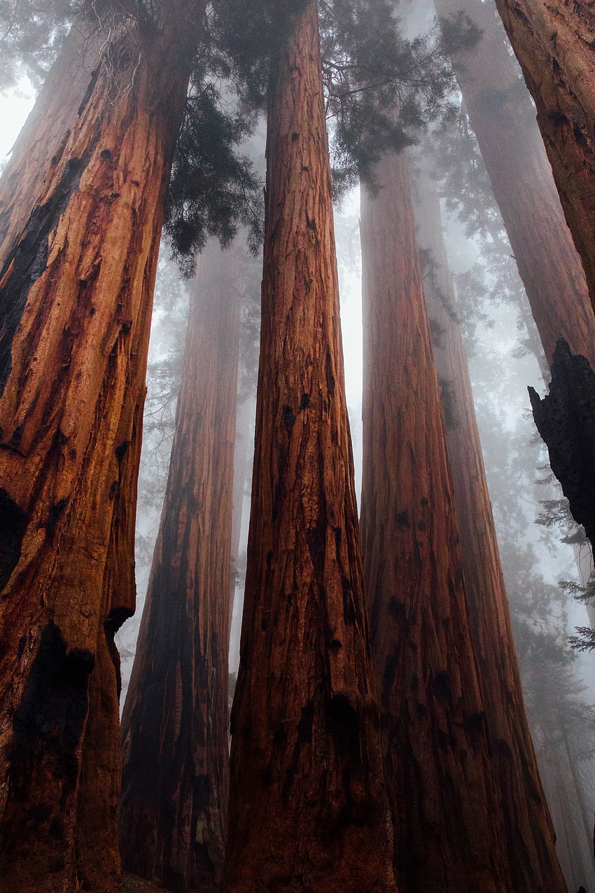Природа, дървета, гора, мъгла, стволове, кора, изглед отдолу HD тапет за телефон