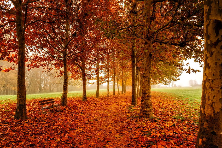 Fall foliage, bench, fall, walk, park, mist, leaves, rest, trees, autumn, alley, foliage HD wallpaper