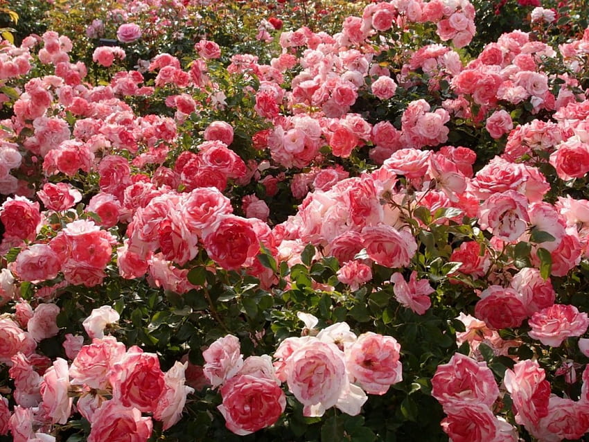 Semak mawar, mawar, merah muda, semak, taman, alam, bunga Wallpaper HD
