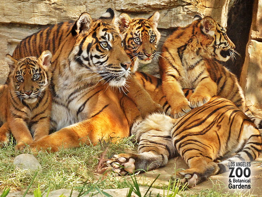 ONE BIG TIGER FAMILY, big, tiger, cubs, family HD wallpaper