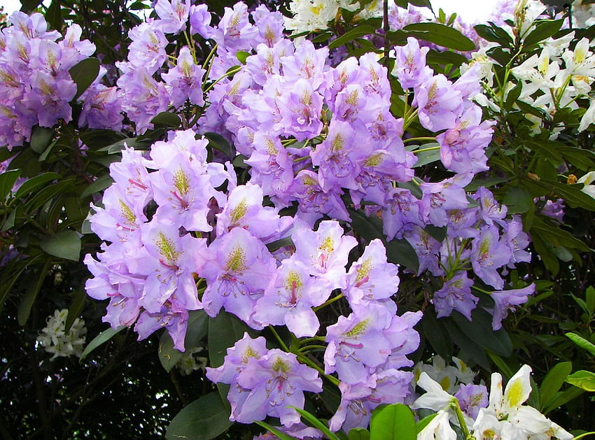 Flowers, Lilac, Bush, Bloom, Flowering, Azalea HD wallpaper
