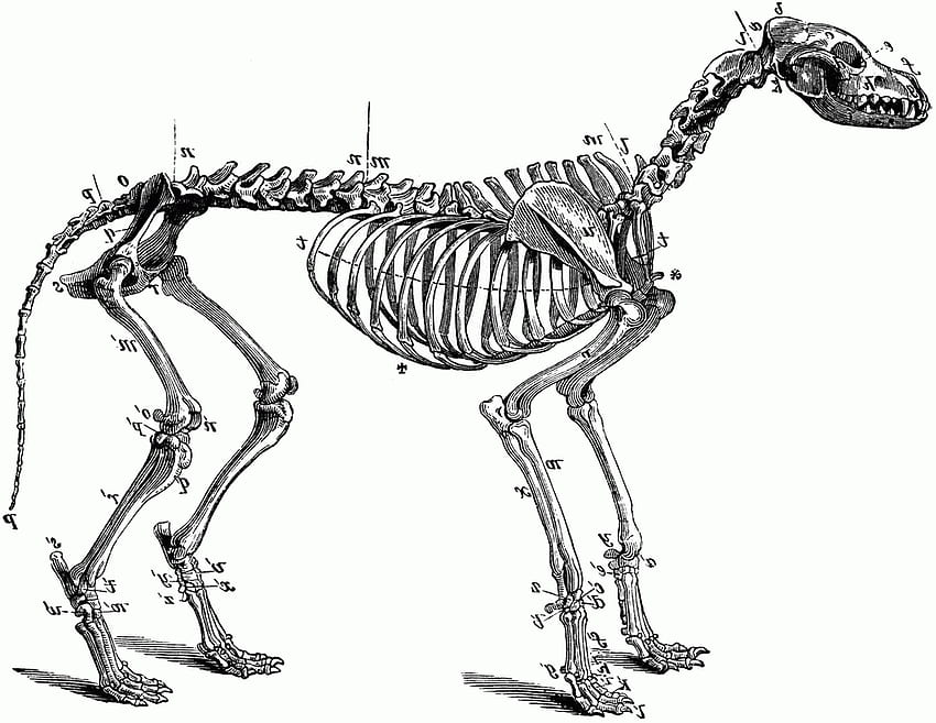 Szkielet psa clipart, szkielet psa clipart PNG, obiekty clipart w bibliotece clipartów, szkielet zwierzęcia Tapeta HD
