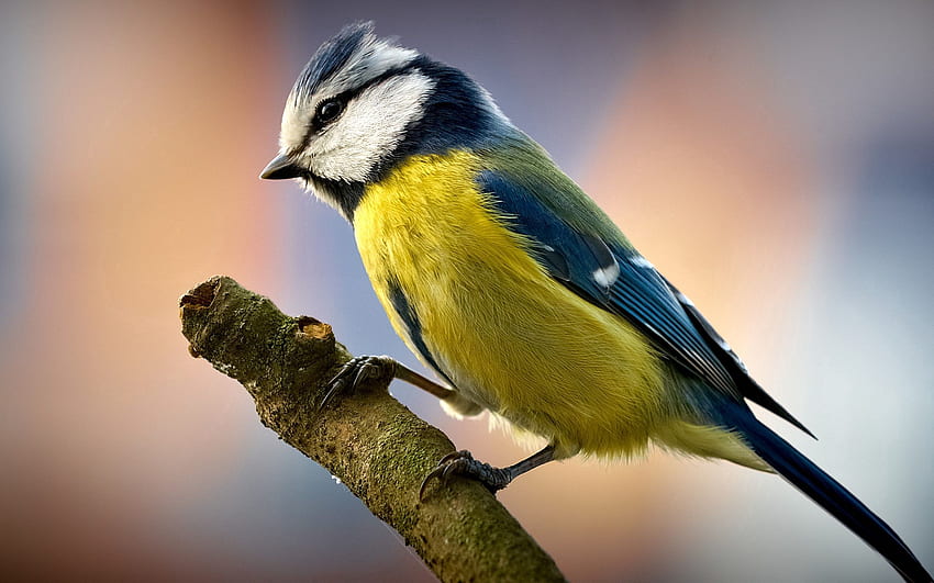 Animals, Bird, Sit, Beak, Color HD wallpaper
