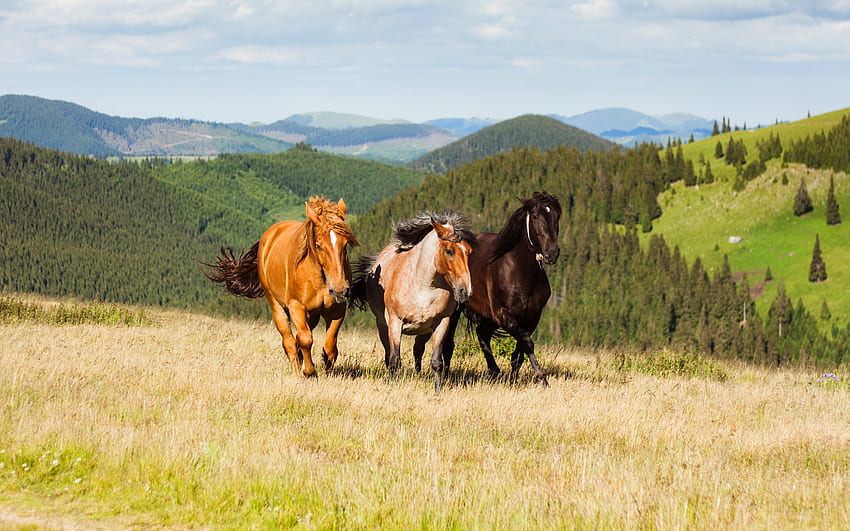 three horses, field, steppe, horses, black horse, brown horse, spotted horse, running horses HD wallpaper