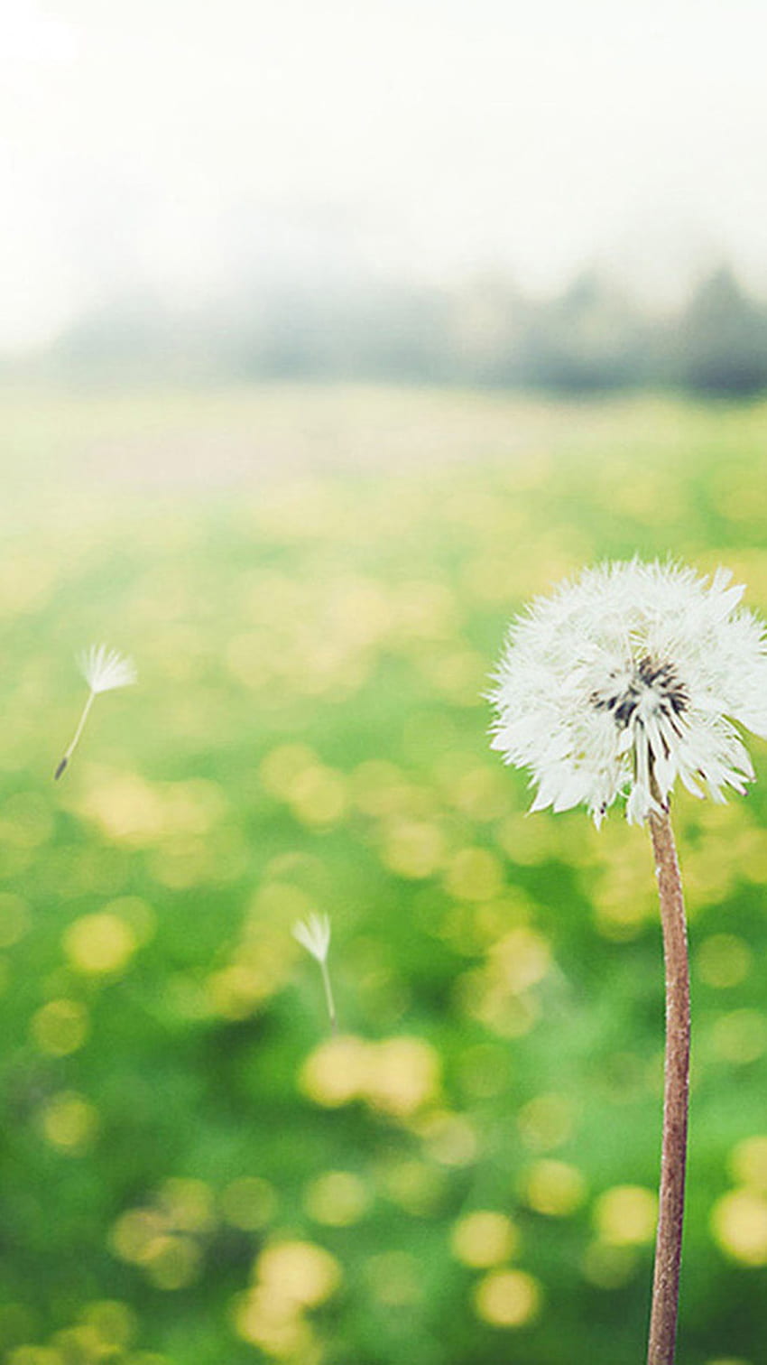 Blowing Dandelion Wind Blowing Dandelion iPhone [] for your , Mobile & Tablet. Explore Blowing Dandelion . Dandelion , Samsung Dandelion , Dandelion HD phone wallpaper